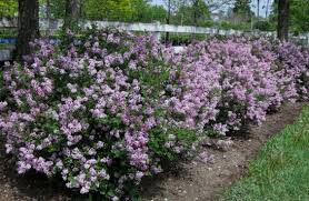 Image result for Syringa meyeri ´Palibin