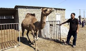 How Sudan'S Tribes Transformed Their Camel Business To Keep Gulf Buyers