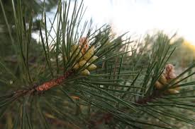 Pine cocoon in winter stock imagesby olegd0/0. Pine Cocoon Tree Needle Free Photo On Pixabay