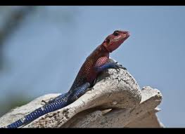 Spider Man Look Alike Lizard Lizard Spiderman Look Alike