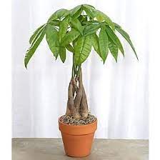 Money Tree Plant Money Tree Plant Money Trees Bonsai Tree