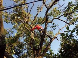 Descriere contract licitatie seap tăiere arbori din pădurea proprietate municipiului lugoj. Taiere Èi Toaletare Arbori Tai Copaci Periculosi In Bucuresti Galati Braila Tulcea