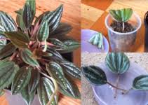 We did not find results for: Peperomia Piccolo Banda Care And Propagation Homemakr