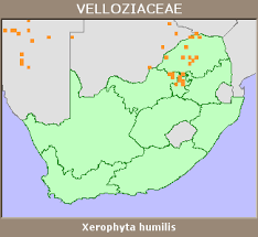 Image result for Xerophyta humilis