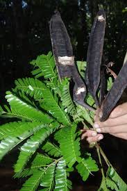 Image result for Parkia