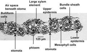 Check spelling or type a new query. Cross Section Of A Sugarcane Leaf Cv H87 Showing The Characteristic Download Scientific Diagram
