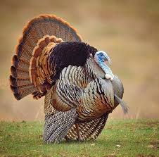 Wild Birds That Look Like Turkeys 3 298 Otmetok Nravitsya 29 Kommentariev Best Bird Shots Bestbirdshots V Instagram Happy Thanksgiving From B Nature Animals Turkey Painting Animals