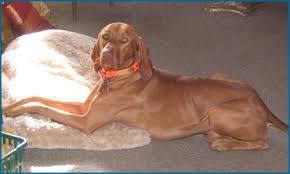 The lack of laws, regulations, and enforcement, at both the iowa also does not have state oversight of federally licensed commercial dog breeders and dealers. Vizsla Puppies