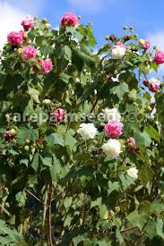 Image result for Hibiscus mutatus