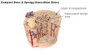 Bone test anatomy and physiology 12 photos of the bone test anatomy and physiology anatomy and physiology bone lab test, anatomy and physiology bone markings test, anatomy and physiology bone practical test, anatomy and physiology bone tissue test, anatomy and physiology test on bone tissue, bone, anatomy and. In A Cross Section Of A Bone You Can Usually See Two Types Of Bone Tissues What Are These Called Socratic