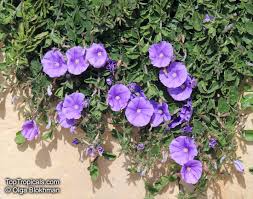 Image result for Convolvulus