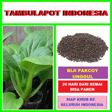 Menanam sawi bisa dilakukan dengan berbagai cara, lho. Jual Benih Pakcoy Biji Sawi Pak Coy Biji Pakcoy Benih Sawi Pakcoy Kota Bekasi Tambulapot Indonesia Tokopedia