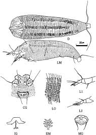 Image result for Calepitrimerus vitis