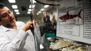Laut adalah sebuah perairan asin besar yang dikelilingi secara menyeluruh atau sebagian oleh daratan. Bukan Paus Ini Dikonfirmasi Sebagai Ikan Terbesar Di Lautan