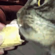 The original cat transcendence gets a sequel. Cat Transcendence Gif Cat Transcendence Mindblown Discover Share Gifs