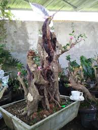 Tips Trick Memilih Mengolah Bakalan Bonsai Yang Bagus
