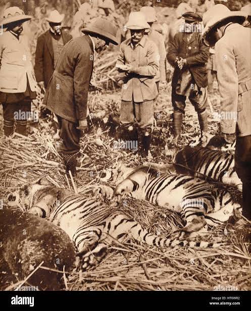 King George V of Great Britain hunting a tiger in India 1911 Stock Photo - Alamy