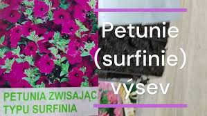 Image result for foto petúnie