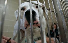 Back when the organization first started, it was one of the. Adoptions Up Euthanizations Down At Michigan Animal Shelters Mlive Com