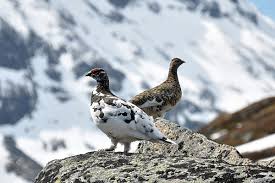 Schablone anker zum ausdrucken mrvorlagen avec schablonen zum ausdrucken et schablonen wand zum ausdrucken finest pin tattoo 23 schablonen zum ausdrucken sur la cat gorie dekoration zubehor. Alpenschneehuhn Wikipedia