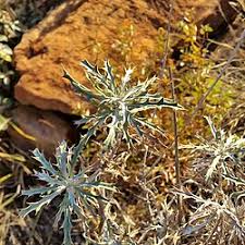 Image result for Berkheya johnstoniana