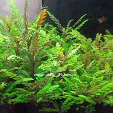 Hygrophila Pinnatifida Planted Aquarium Plants Betta Aquarium