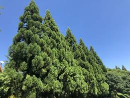 Image result for Cryptomeria