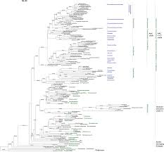 Image result for Sericostachys