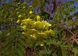 Image result for Caesalpinia decapetala