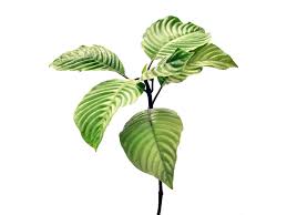 Image result for Triplaris americana