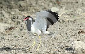 Small Bird With Red Neck And Chest Red Wattled Lapwing Is Very Beautiful Bird With Beautiful Colour The Wing And Back Are Light Brown With A Purple Sheen But Head Beautiful Birds Red Bill Bird