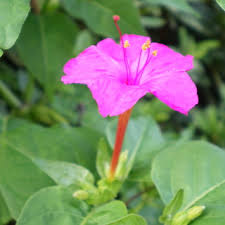 オシロイバナ科の花