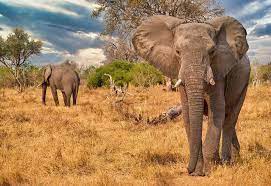 This is how long elephants live and what is shortening their life expectancy. Where Do Elephants Live Worldatlas