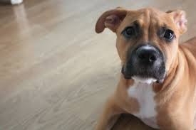 Wood, coffee, coffee wood, java wood. What To Do When Your Dog Eats A Crayon The Dog People By Rover Com