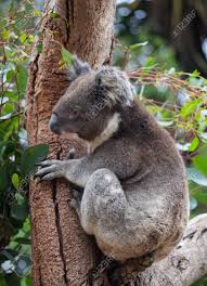 Koala bear eating in tree. Portrait Cute Australian Koala Bear Climbing In An Eucalyptus Stock Photo Picture And Royalty Free Image Image 121176541