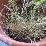 Image result for Eragrostis plana
