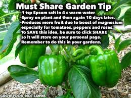 Produce More Fruit Tomatoes Peppers Especially Companion Planting Chart Plants Gardening Tips