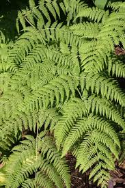 Image result for Hypolepis