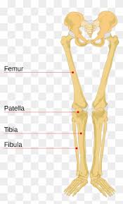 Key.' carotid canal coronal suture ethmoid bone external occipital protuberance foramen lacerum foramen magnum foramen ovale frontal bone edwnq'p'iep'n glabella. File Human Bones Labeled Labeled Leg Bone Diagram Clipart Full Size Clipart 3796788 Pinclipart