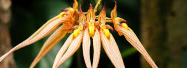 Image result for Bulbophyllum cochleatum