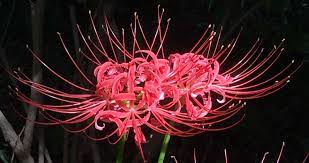 Check spelling or type a new query. A British Prof In Japan Red Spider Lily Higanbana A Symbol Of Autumn And Death