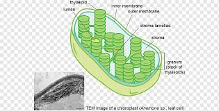Chloroplasts are somewhat similar to mitochondria. Thylakoid Png Images Pngwing
