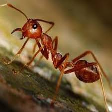 Do you have a pest problem in durham, nc? Chapel Hill Pest Control Ecotek Termite And Pest Control 919 794 8290