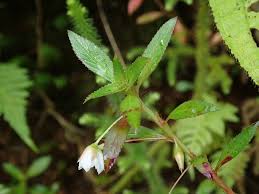 Image result for Sauvagesia