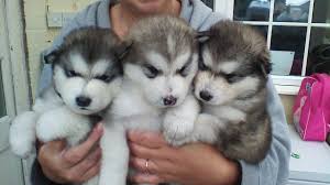 Alaskan malamute puppies for sale. Samoyed Alaskan Malamute Puppy Novocom Top