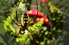 The webs have a single strand attached to the tip of the cone. Garden Spider Description Habitat Image Diet And Interesting Facts