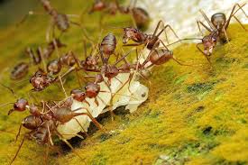 I thought i had them beat. How To Eradicate Invasive Pharaoh Ants Gardener S Path
