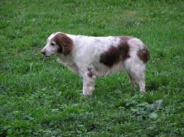 Image result for velššpringršpaněl