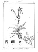 Image result for Habenaria peristyloides