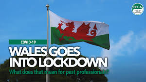 Like the groundhog that peeks out and then retreats until winter is over, wales has been forced back underground by the shadow of the coronavirus. Wales Goes Into Lockdown What Does That Mean For Pest Professionals